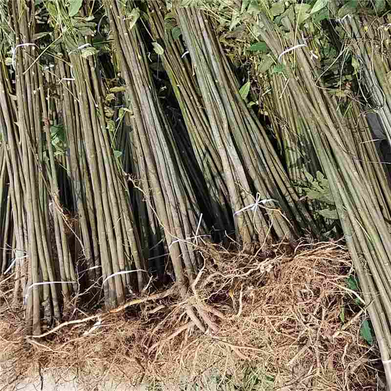 涼山香椿樹