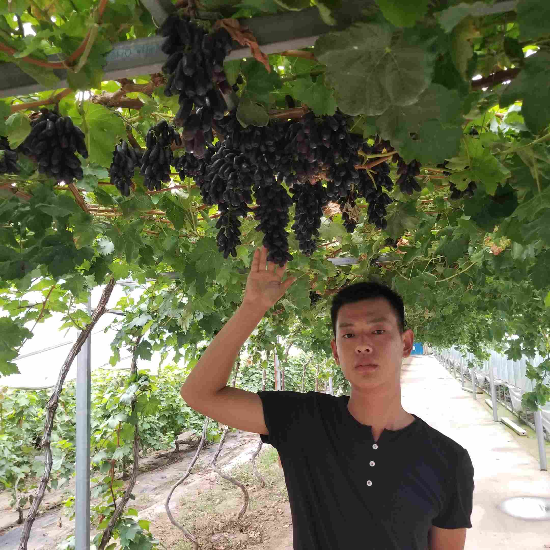 女巫葡萄苗批發(fā)