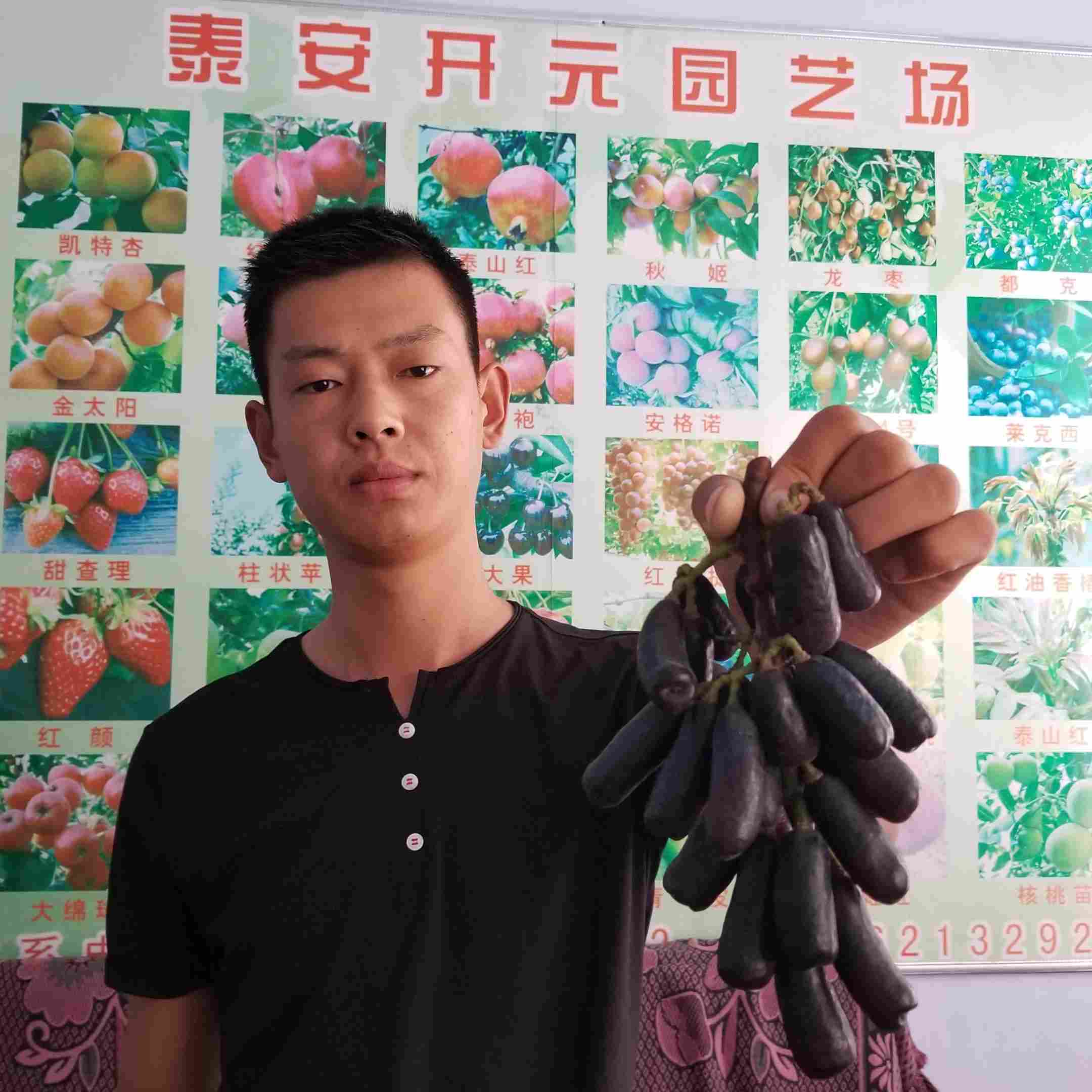 果桑小苗種植