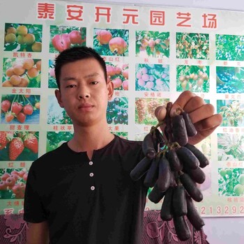 邢臺市藍寶石葡萄苗種植方法