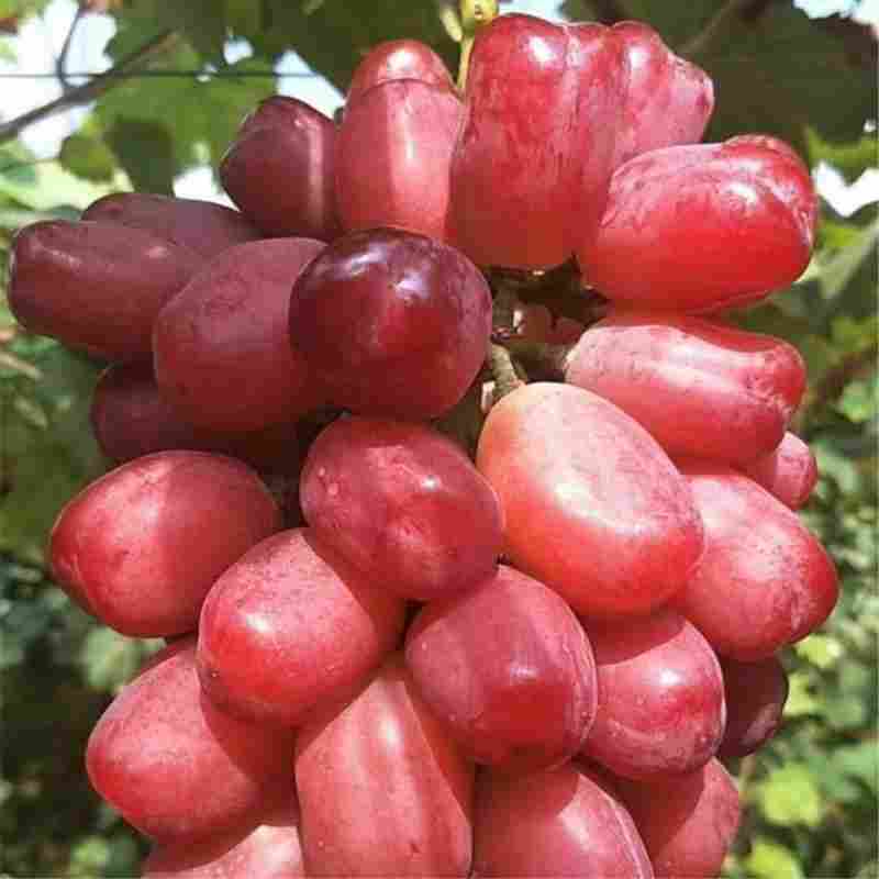 黑色甜菜葡萄苗