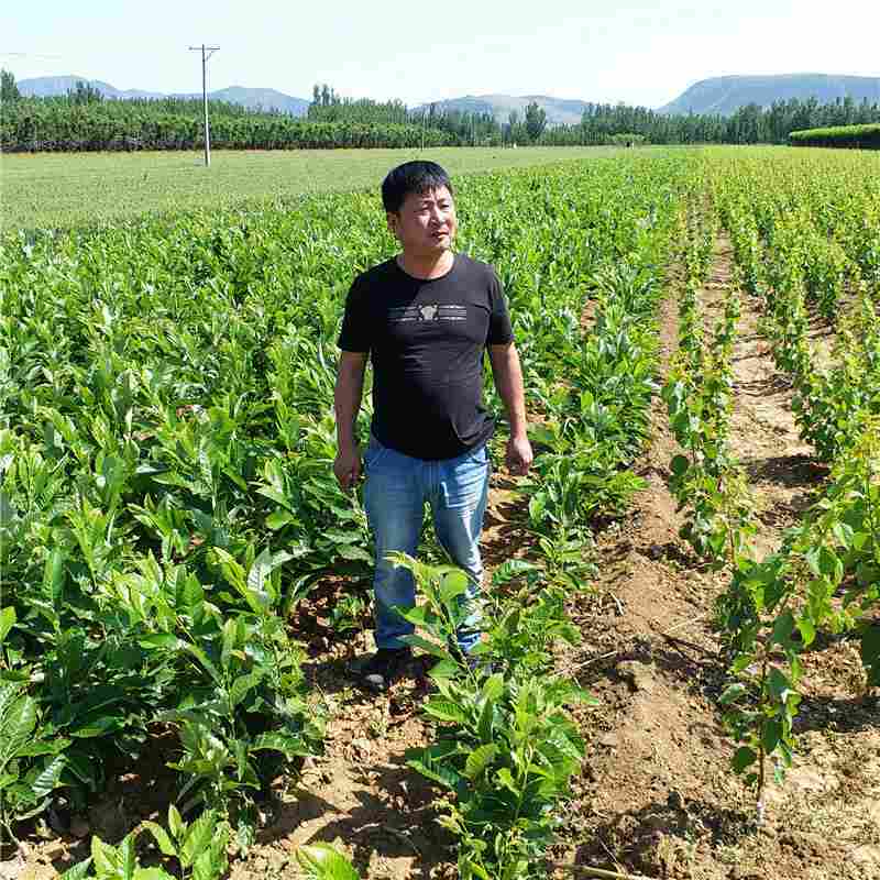 唐山市板栗苗種植