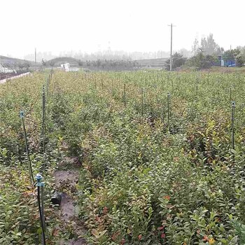 銅陵市萊格西藍莓苗供應(yīng)廠家
