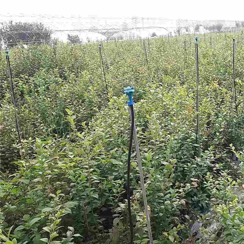 商丘市蓝丰蓝莓树苗种植