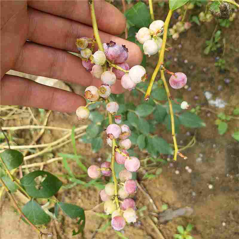 萊蕪市藍豐藍莓樹苗批發(fā)
