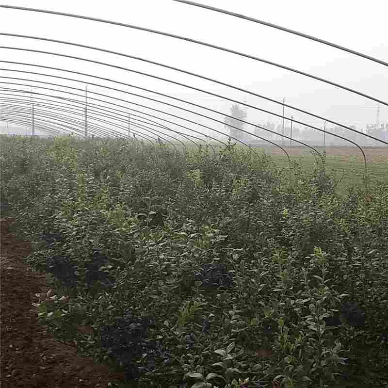 龙岩市蓝莓小苗种植