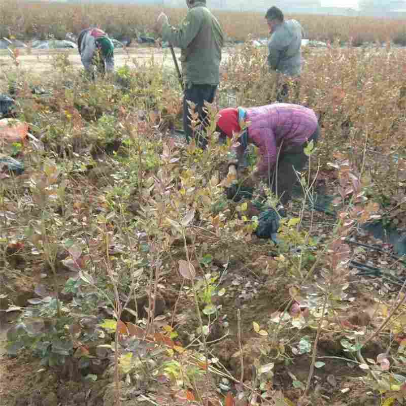 湘潭市蓝丰蓝莓苗诚信商家