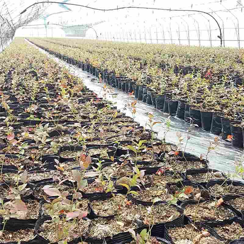 贵州省组培蓝莓苗信誉厂家