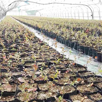 青島市2年藍(lán)莓苗市場(chǎng)行情