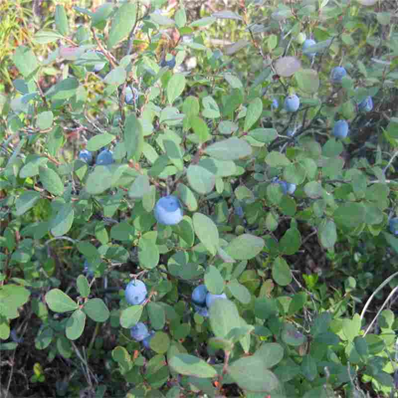 烟台市组培蓝莓苗种植