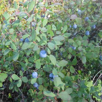 云南省藍(lán)豐藍(lán)莓苗種植方法