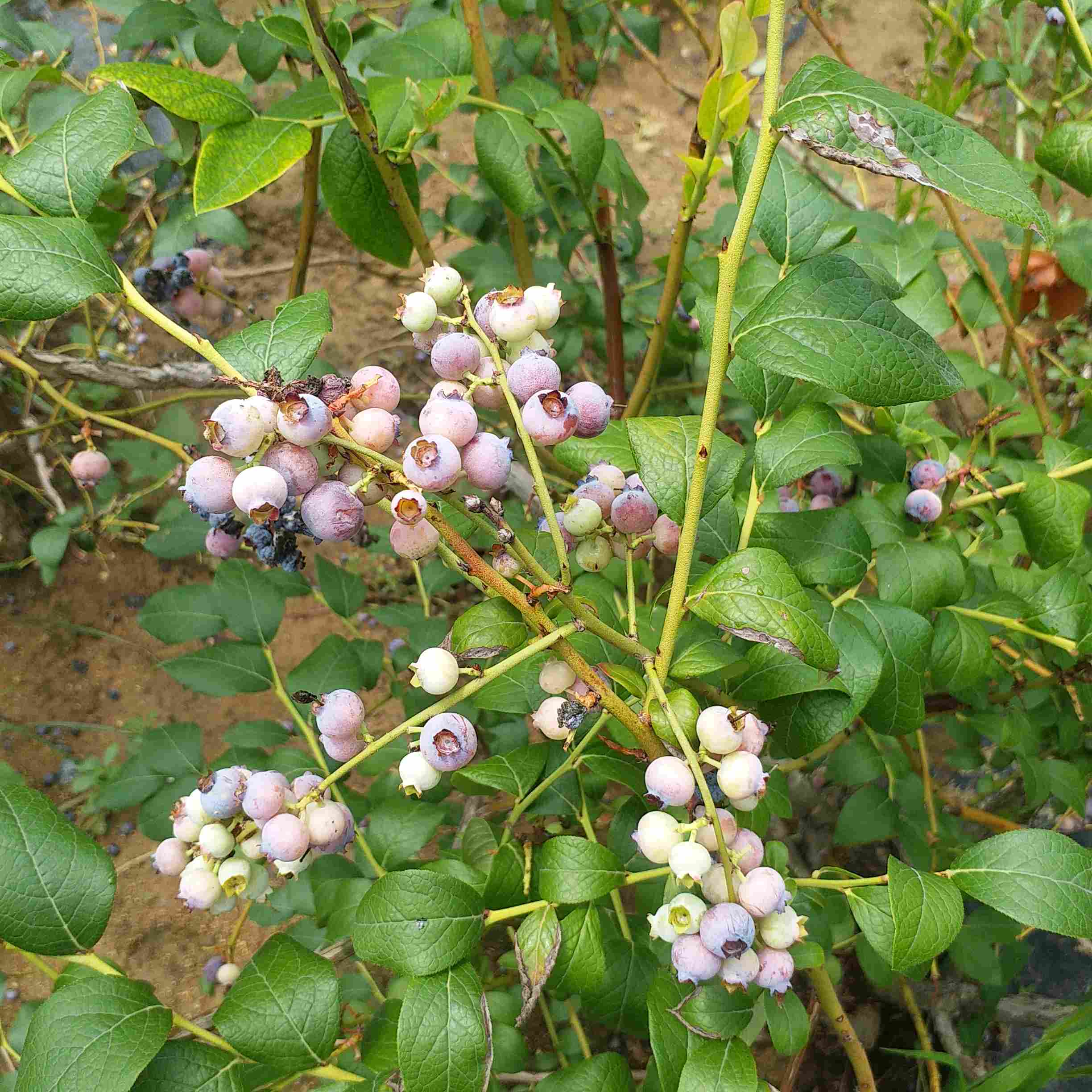 商丘市蓝丰蓝莓树苗种植