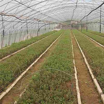 甘肅省萊格西藍莓苗市場行情