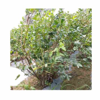 商丘市蓝丰蓝莓树苗种植方法