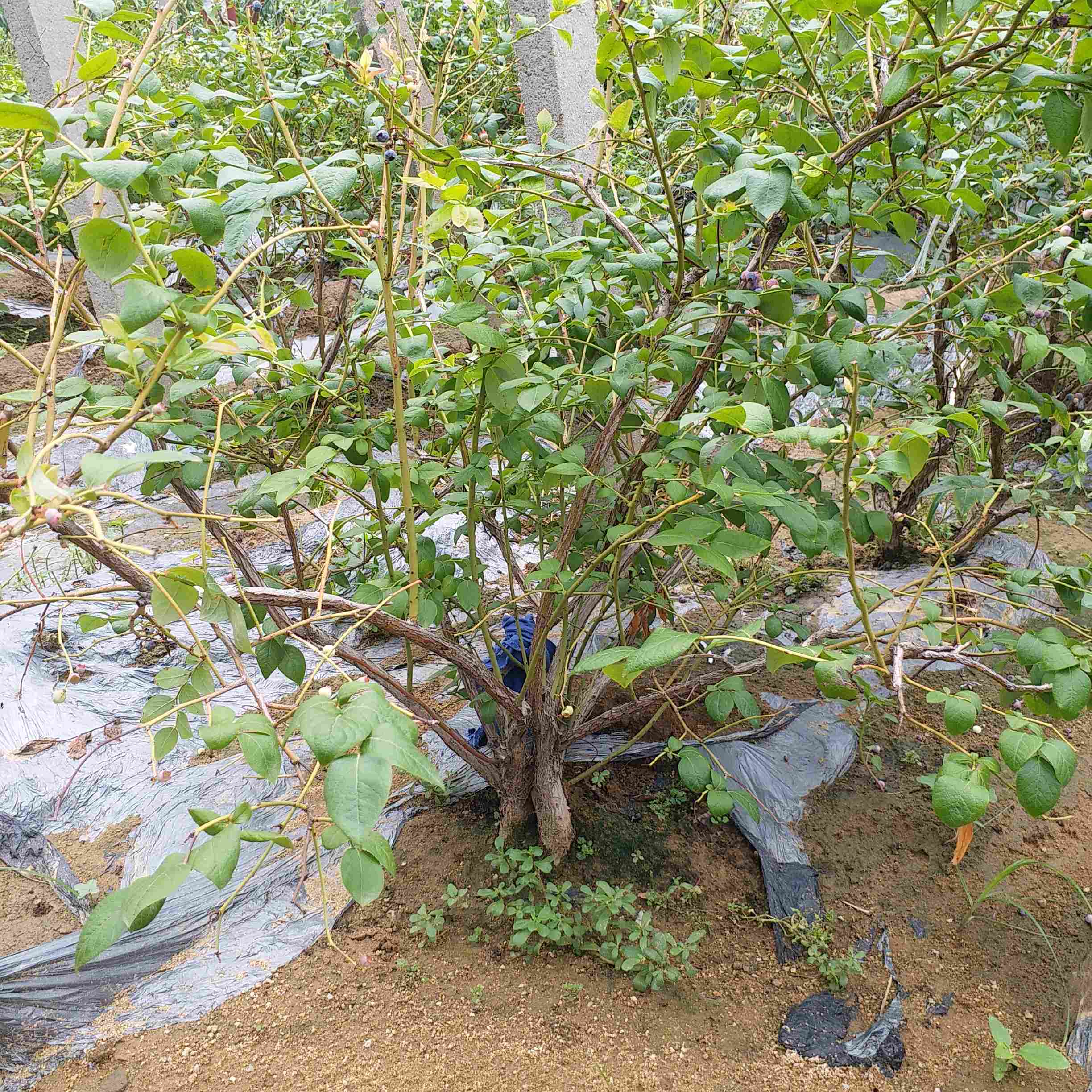 湖州市2年藍(lán)莓苗基地批發(fā)