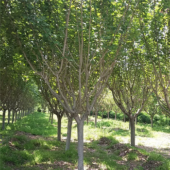 周口市6公分櫻花價(jià)格