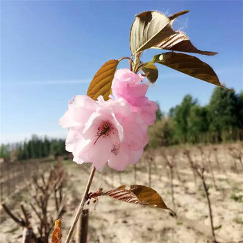 聊城市高桿櫻花基地批發(fā)