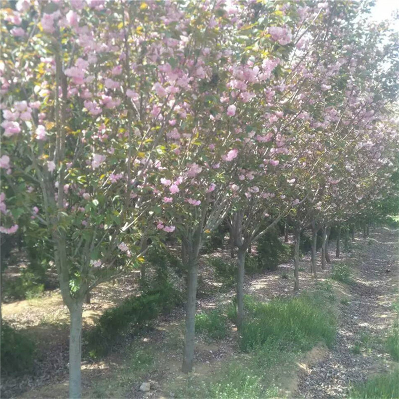 株洲市12公分樱花基地批发