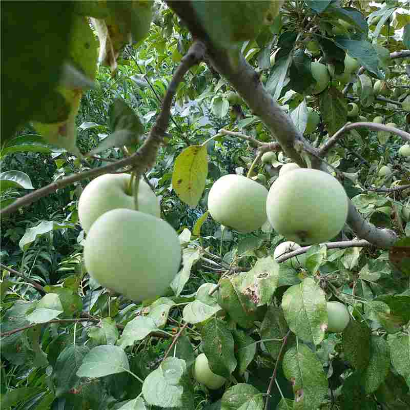 杭州市矮化苹果苗厂家