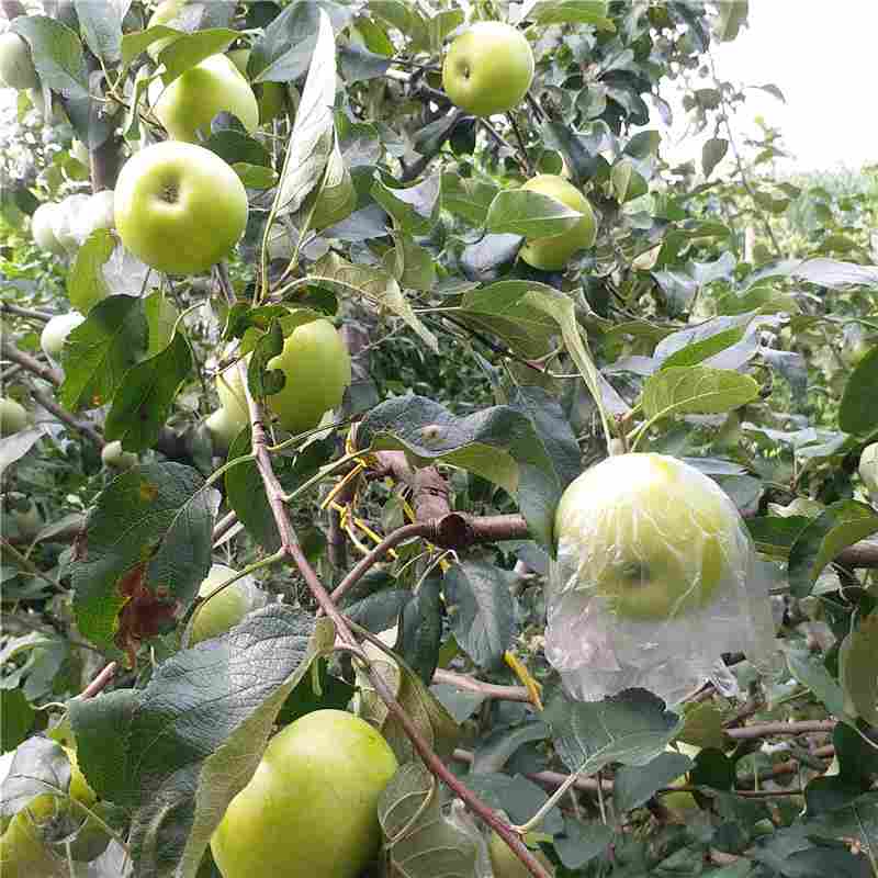 苹果实生苗厂家/树莓苗基地