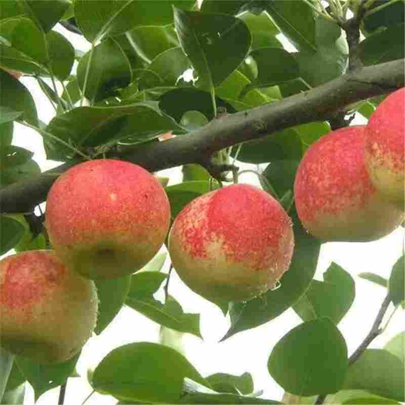 广州市新红星苹果苗种植