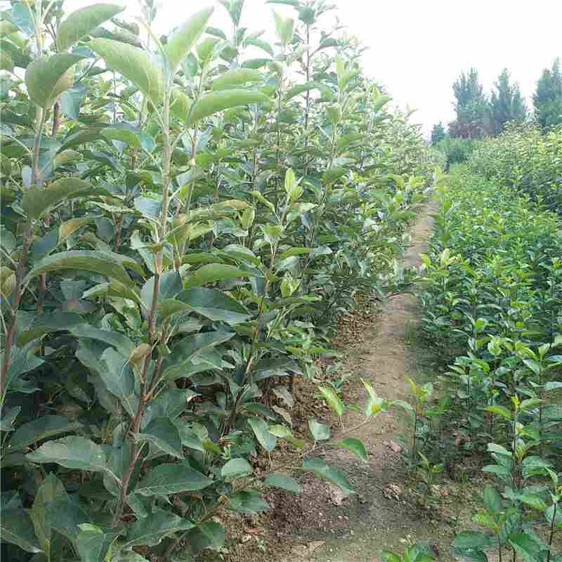 苹果实生苗厂家/树莓苗基地