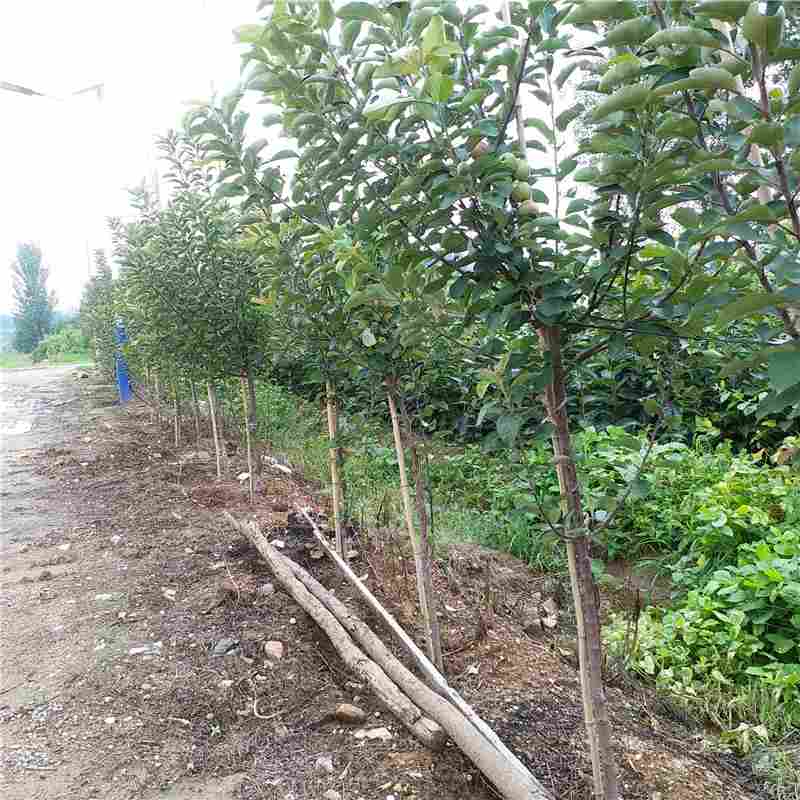 四川省M26矮化苹果苗供应厂家