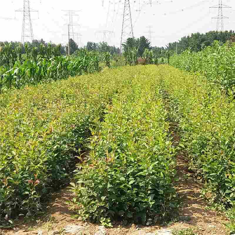 苹果实生苗厂家/树莓苗基地