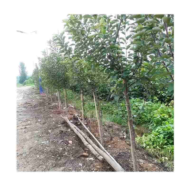 四川省M26矮化苹果苗供应厂家