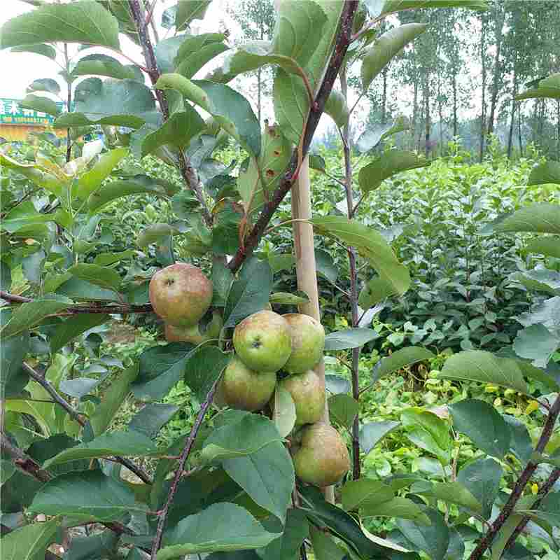 池州市红色之爱苹果苗种植
