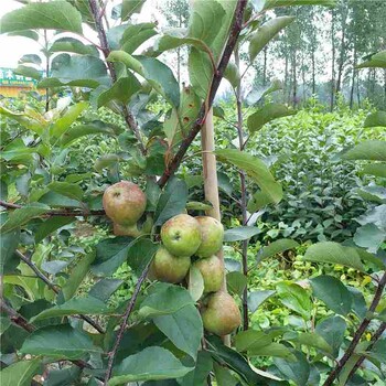 邵阳市维纳斯黄金苹果苗厂家