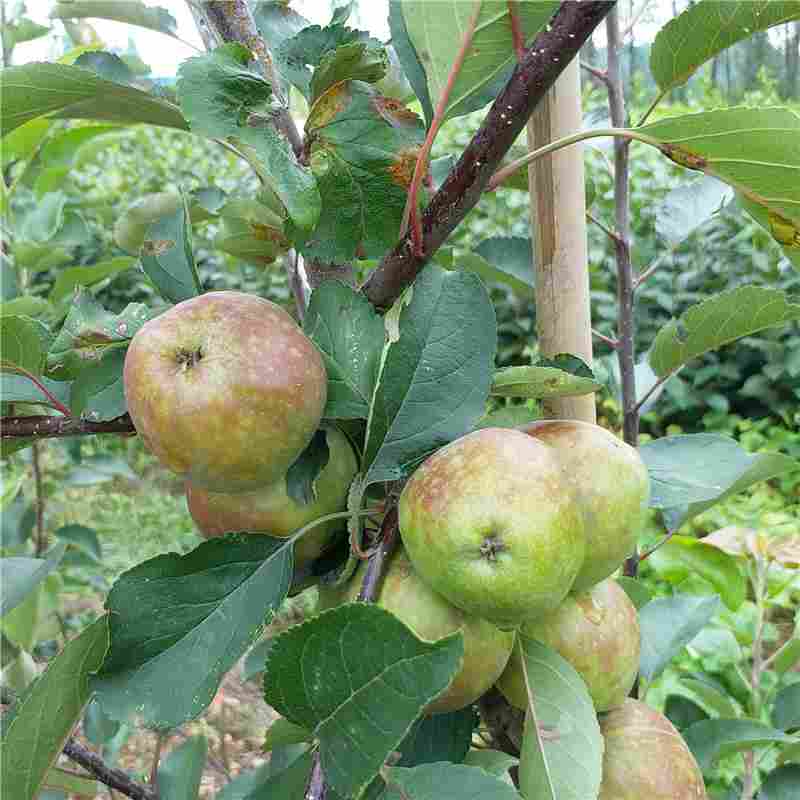 河源市大果光苹果苗价格