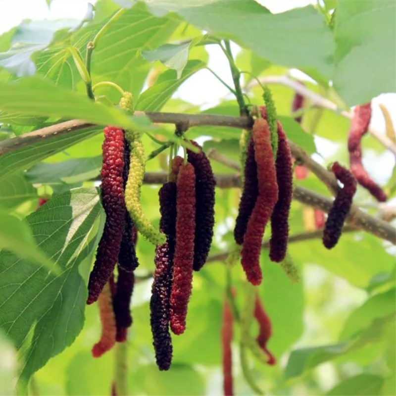 麦斯衣陶芬无花果苗/泰安开元园艺场麦斯衣陶芬无花果苗