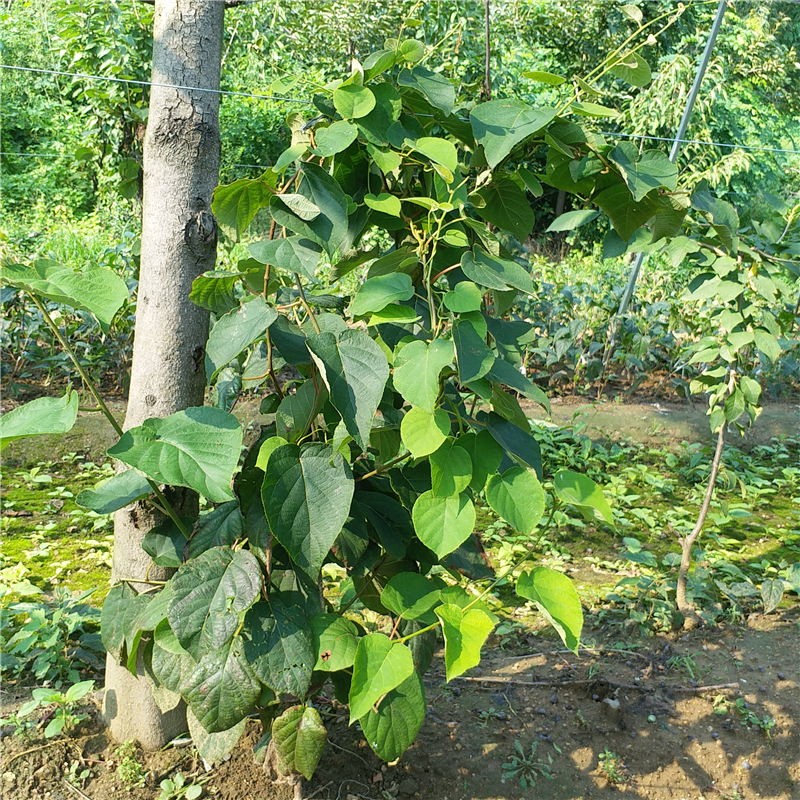 麦斯衣陶芬无花果苗/钙果厂家