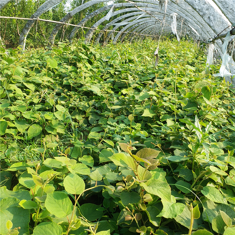 大青皮无花果树苗种植大青皮无花果树苗