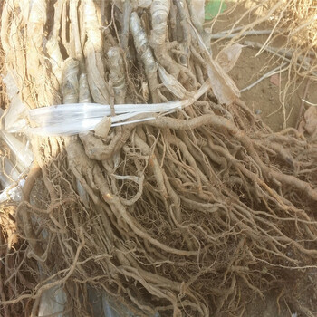波姬紅無花果苗價(jià)格
