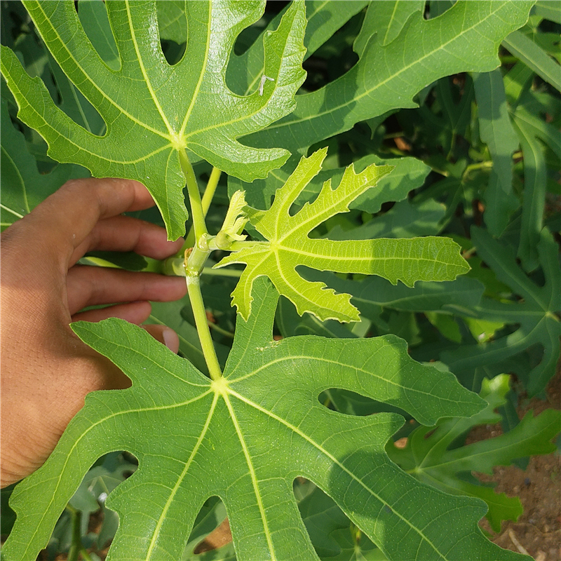 崇左市美利亚无花果苗基地批发