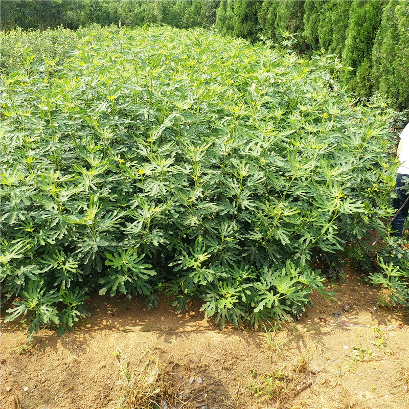 大青皮無(wú)花果樹苗廠家大青皮無(wú)花果樹苗
