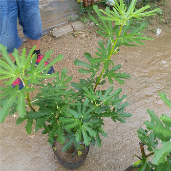 麥斯衣陶芬無(wú)花果苗種植方法