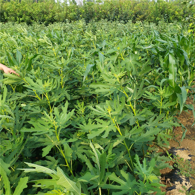 麦斯衣陶芬无花果苗/泰安开元园艺场麦斯衣陶芬无花果苗