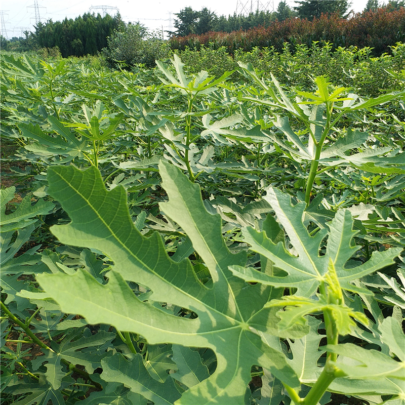 麦斯衣陶芬无花果苗/泰安开元园艺场麦斯衣陶芬无花果苗