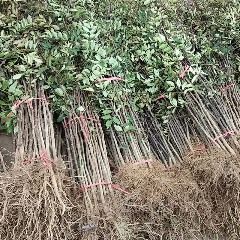 嘉峪关市椿芽苗厂家