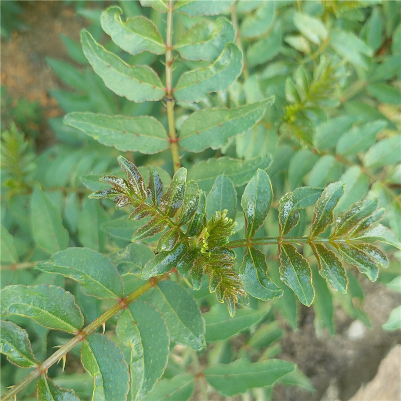 陕西省无刺花椒苗市场行情