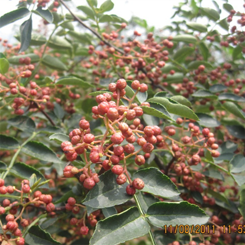 花椒成苗/文冠果