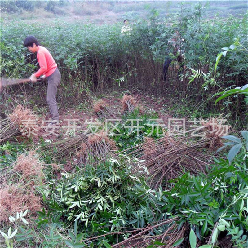 绵阳市花椒树苗厂家