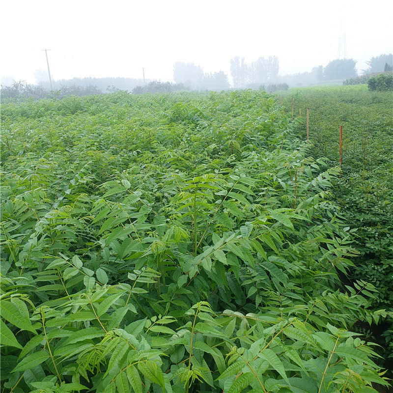 花椒苗市場(chǎng)行情
