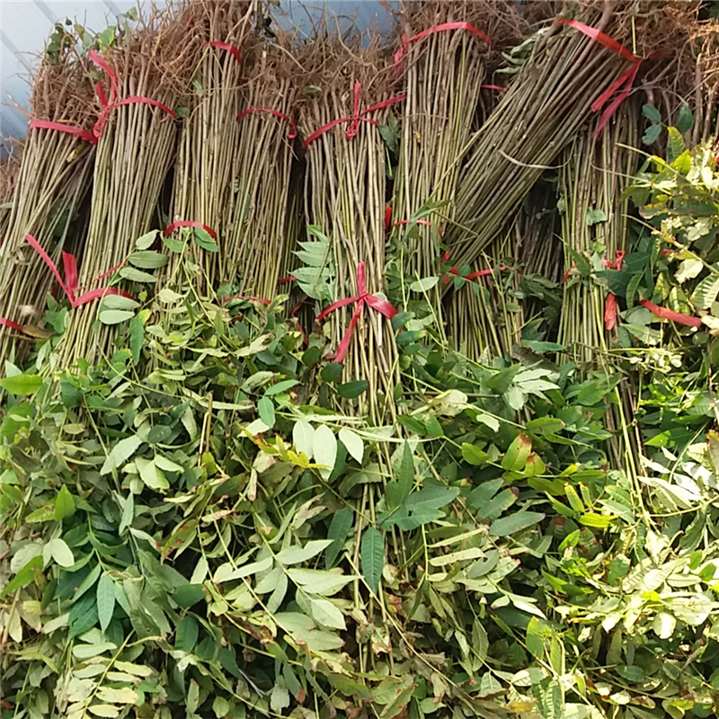 大花椒樹苗價格