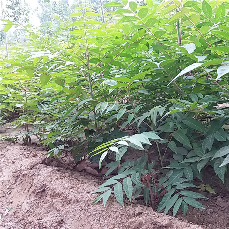 2公分花椒苗 /中華鈣果廠家