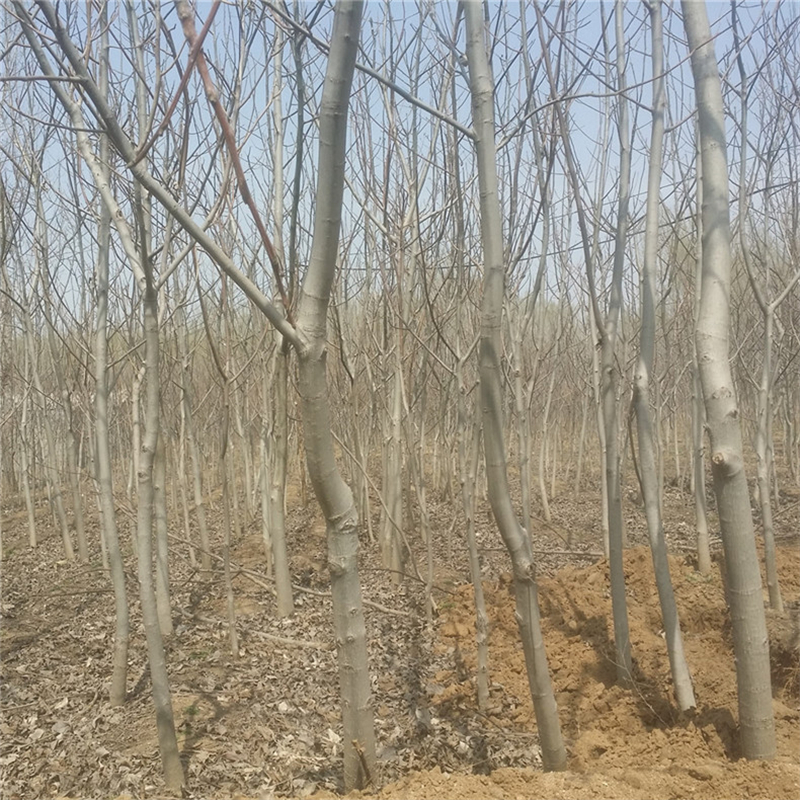 湛江市核桃原生苗基地批发