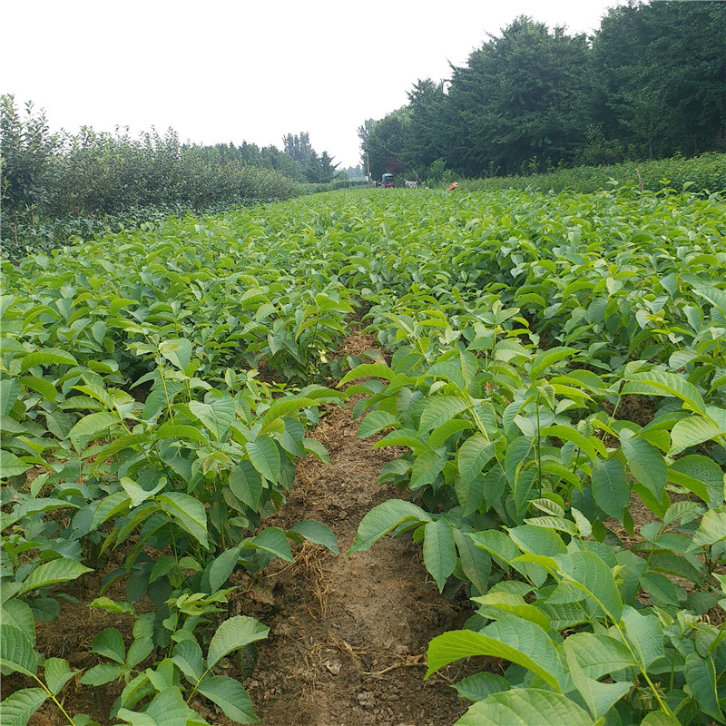 湛江市核桃原生苗基地批发